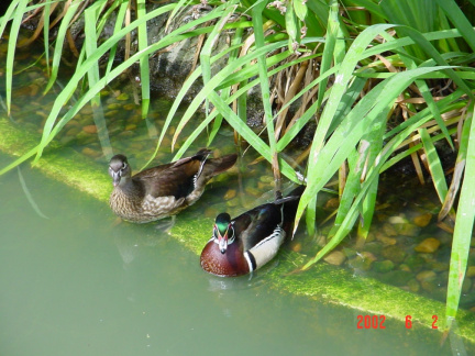 DSC00207